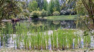 Ein ruhiger Teich umgeben von üppiger Vegetation in den Gärten der Welt.